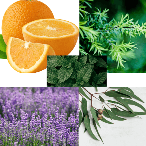 Essential Oil Sampler Pack (5)
