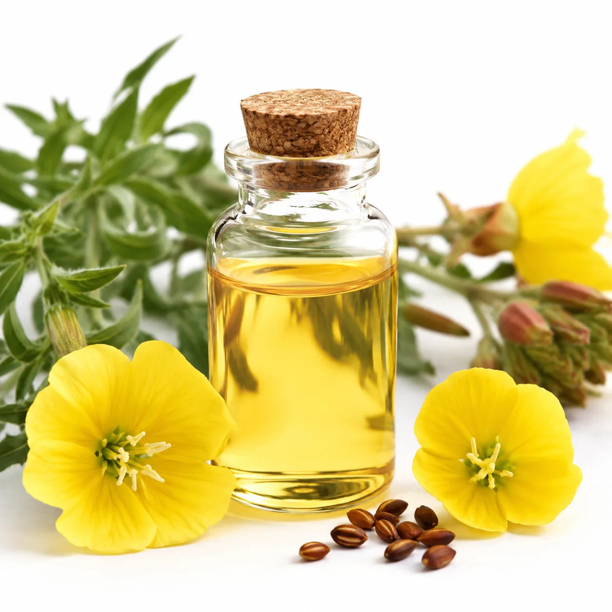 A small clear glass bottle filled with evening primrose oil and sealed with a cork stopper, styled with bright yellow flowers, green leaves, and brown seeds on a white background.