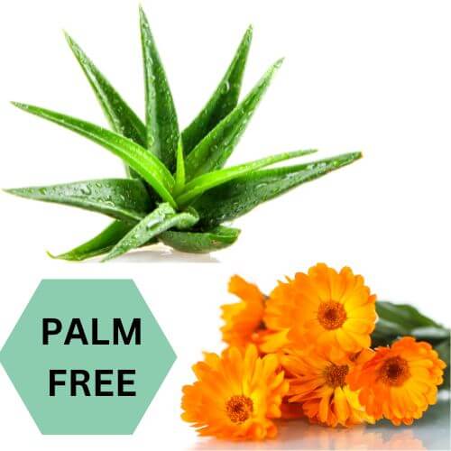 Aloe Vera and Calendula plants to represent Aloe Vera and Calendula Gel