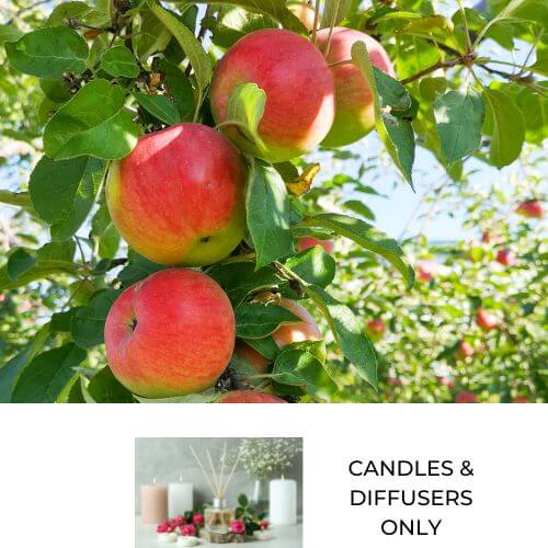 Fresh, juicy apples hanging from a tree to depict Juicy apple fragrance oil