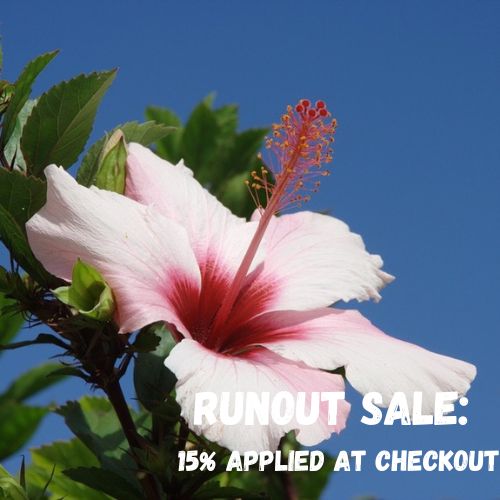 Hibiscus Fragrance Oil Sweet Cakes