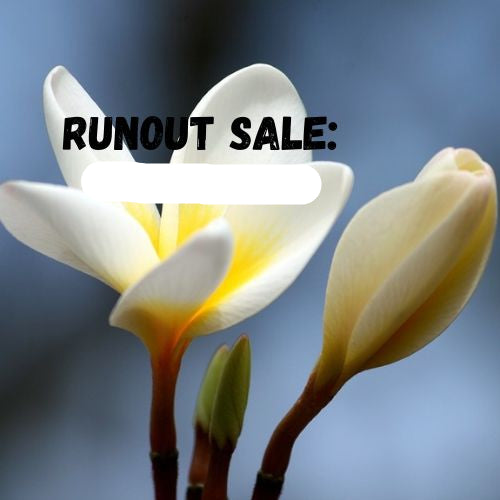 Plumeria Fragrance Oil Sweet Cakes