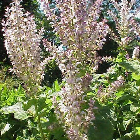 Clary Sage Natural Oil