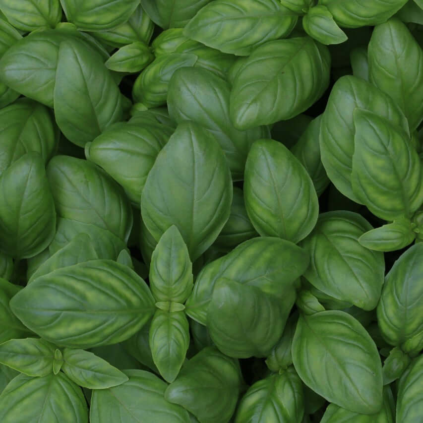 Basil plant representing Basil Essential Oil – pure essential oil for skincare, haircare, and aromatherapy, displayed with fresh basil leaves.