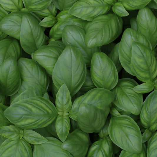 Basil plant representing Basil Essential Oil – pure essential oil for skincare, haircare, and aromatherapy, displayed with fresh basil leaves.