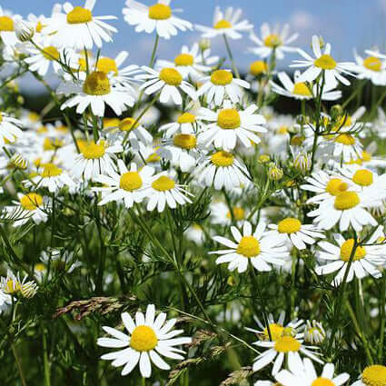 Chamomile flower field depicts Chamomile Roman Infused Floral Water