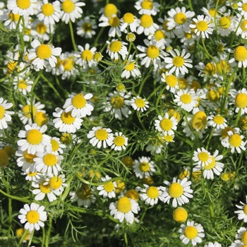 Chamomile - Roman 100% Pure Essential Oil