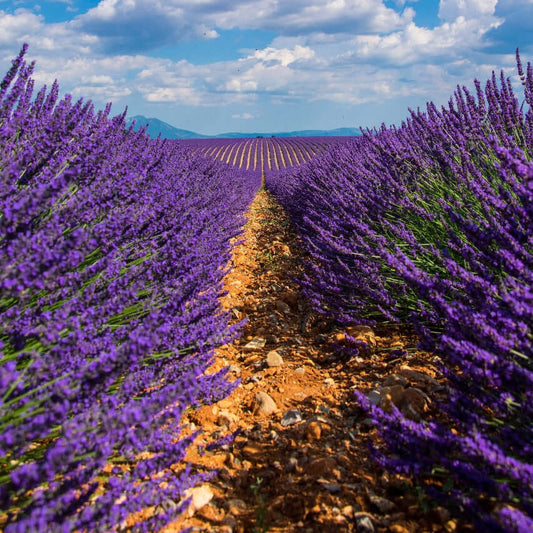 Bulgarian lavender essential oil – calming floral aroma from Sydney-based supplier