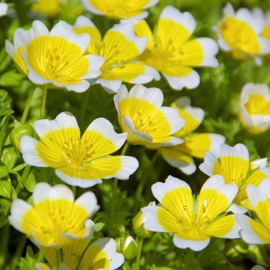 Meadowfoam Seed Oil