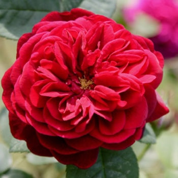 Red rose to depict Rose Absolute 3% in Jojoba Oil