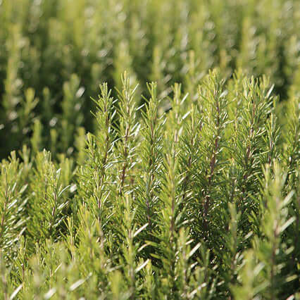 Rosemary CO2 Antioxidant Organic is represented by a green rosemary bush
