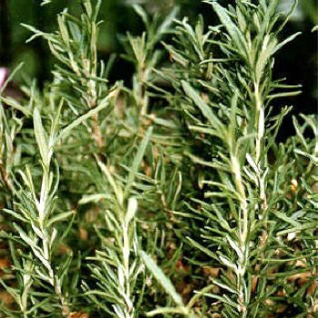 NSW Penrith alternative to Australian Wholesale Oils for Rosemary Essential Oil