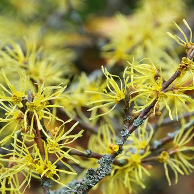 Witch Hazel plant to represent witch hazel.