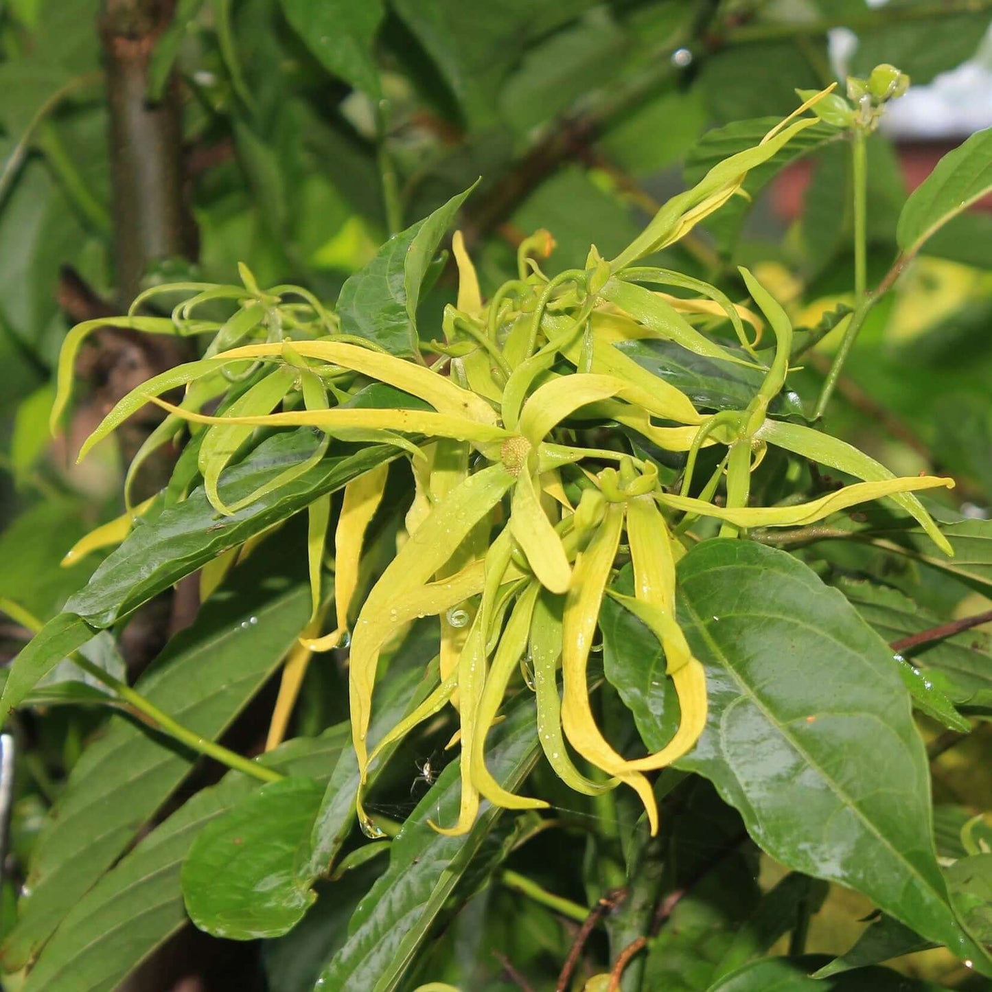 Ylang ylang natural flower