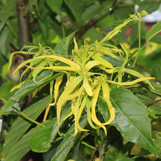 Ylang ylang natural flower
