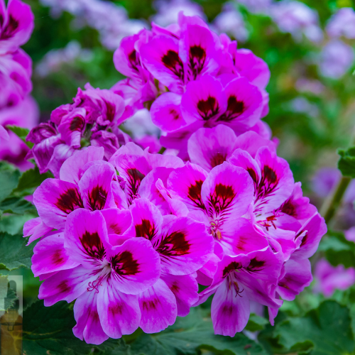 Geranium essential oil represented by geranium flower