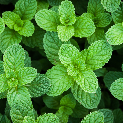 Fresh mint growing to represent Peppermint Flavour Oil