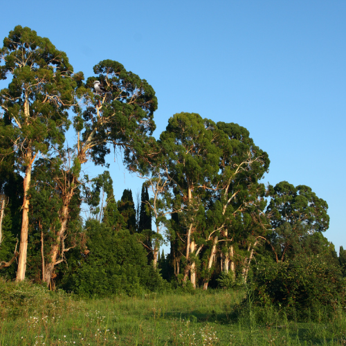 Eucalyptus Natural Flavour Oil