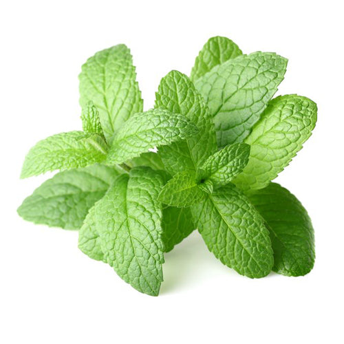 Peppermint Arvensis Essential Oil – Heirloom Body Care