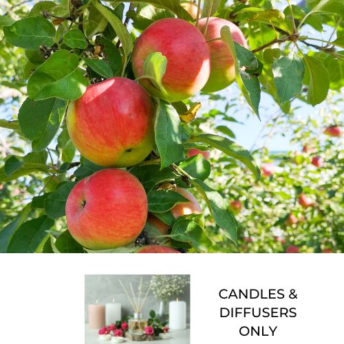 Fresh, juicy apples hanging from a tree to depict Juicy apple fragrance oil