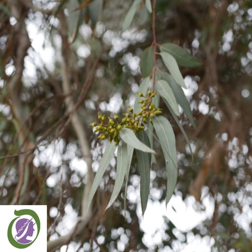 Lance-like leaves of the blue mallee eucalyptus tree to represent blue mallee eucalyptus oil