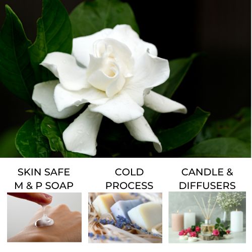 White gardenia flower with dark green leaves