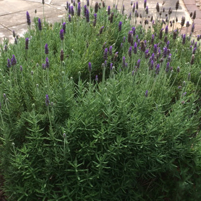 Lavender bush from which Lavender (French) Essential Oil is extracted