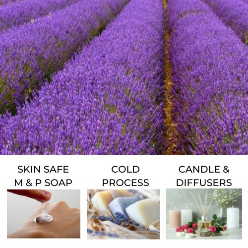 Purple lavender fields depicting lavender fragrance oil