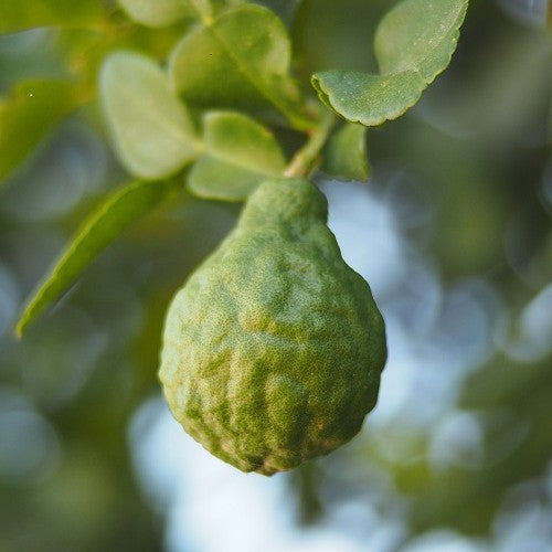 Bergamot Natural Essential Oil