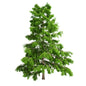 Cedarwood Tree to represent Cedarwood Essential Oil (Atlas)