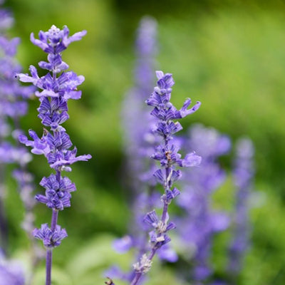 Clary Sage Essential Oil