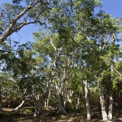 Eucalyptus (Blue Gum) Essential Oil