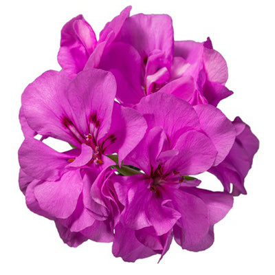 Geranium Essential Oil