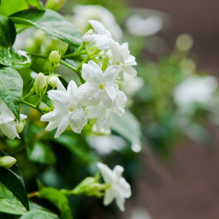 Jasmine Absolute 3% in Jojoba Oil represented by jasmine flowers