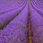 Lavender Commercial Essential Oil represented by rows of lavender in bloom