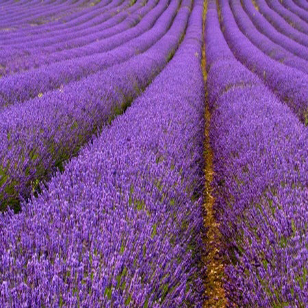 Lavender Commercial Essential Oil