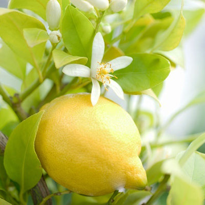 A ripe lemon on a tree representing Lemon (Australian) Essential Oil