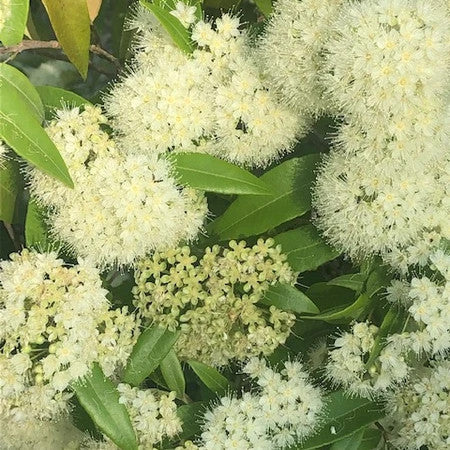 Lemon myrtle flowers representing the essential oil