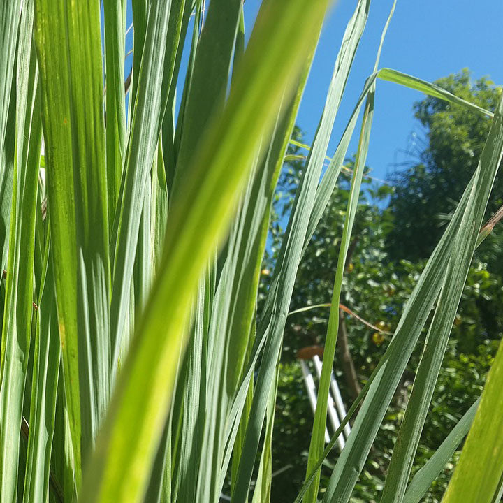 Lemongrass Essential Oil represented by the plant.