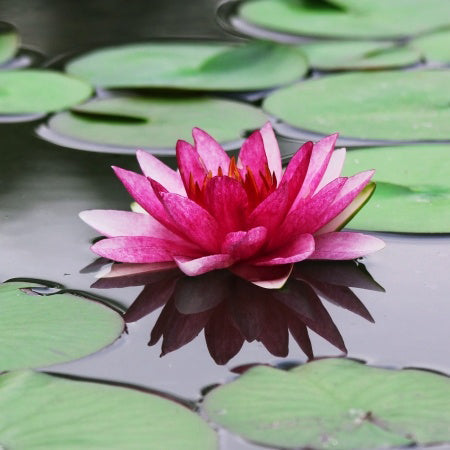 Lotus Flower Fragrance Oil