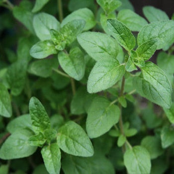 Marjoram - Sweet Essential Oil