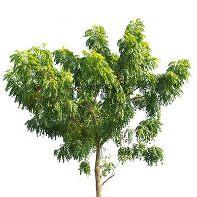 Neem tree representing Neem Oil