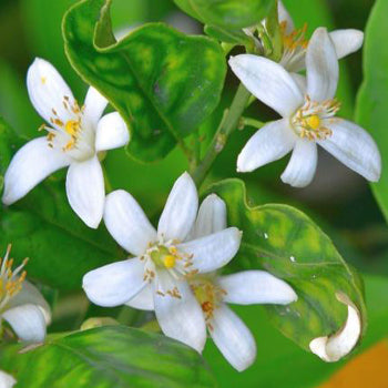 Neroli 3% in Jojoba Oil