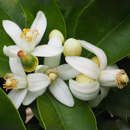 Orange Blossoms depicting orange blossom Infused Floral Water