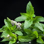 Peppermint Essential Oil Australian - Piperita leaves