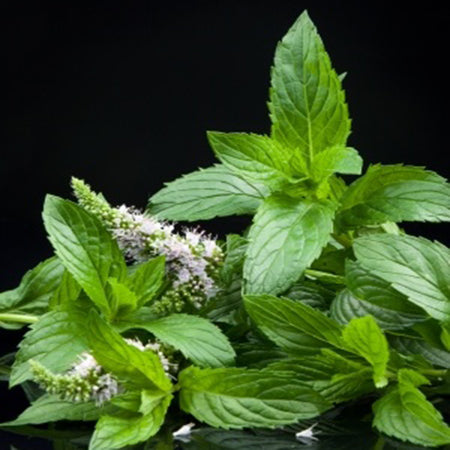 Peppermint Essential Oil Australian - Piperita