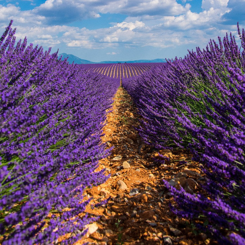 Lavender Essential Oil - Bulgarian 100% Pure