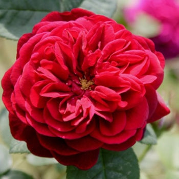 Red rose to depict Rose Absolute  3% in Jojoba Oil