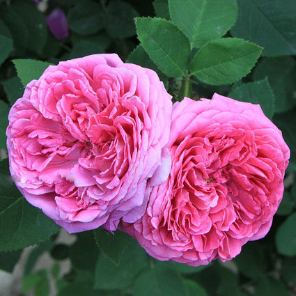 Rose Otto Infused Floral Water