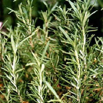 Rosemary Essential Oil  CT Camphor